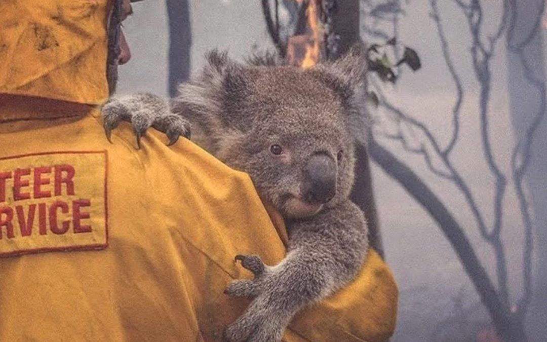 Australian Bushfire Relief
